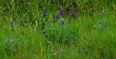 Lupinus pubescens