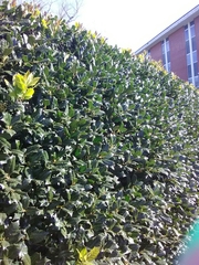 Ilex opaca