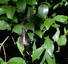 Catasticta flisa flisa