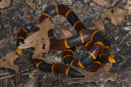 Eastern Coralsnake