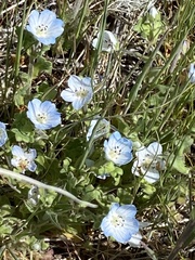Nemophila menziesii integrifolia