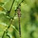 Australian Emerald Dragonfly - Photo (c) Reiner Richter, some rights reserved (CC BY-NC), uploaded by Reiner Richter