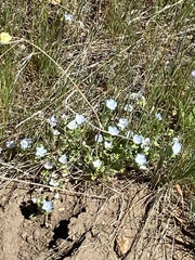 Nemophila menziesii integrifolia