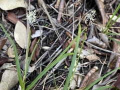 Carex concinnoides