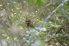 Antrostomus carolinensis