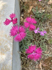 Dianthus chinensis