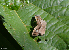 Quadrus lugubris lugubris