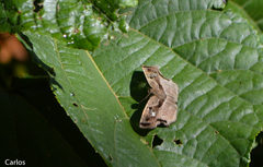 Quadrus lugubris lugubris