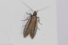 Tampa dimediatella