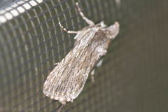 Catabena lineolata
