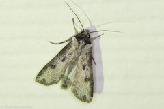 Agrotis malefida