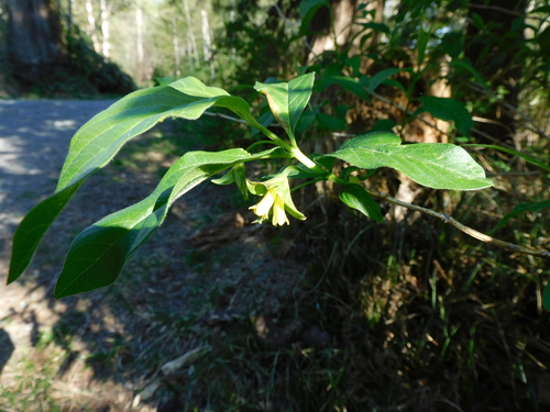 Bearberry Honeysuckle