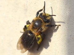 Andrena dunningi