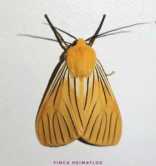 Pseudischnocampa nervosa