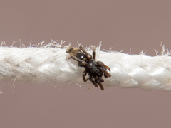 Latonigena auricomis