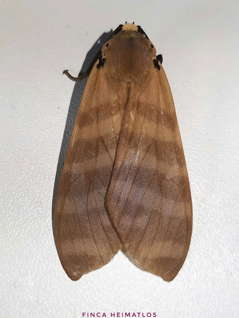 Elysius superba