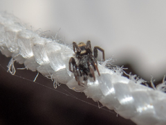 Latonigena auricomis
