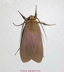 Pelochyta affinis