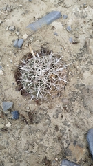 Coryphantha salinensis