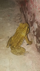 Striped Toad photo 5