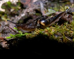 Madeirovitrina nitida