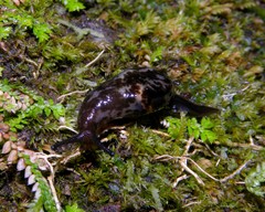 Madeirovitrina nitida