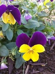 Viola