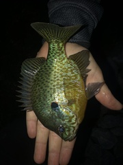 Lepomis gibbosus × macrochirus