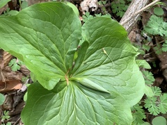 Trillium flexipes