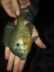 Lepomis gibbosus × macrochirus