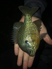 Lepomis gibbosus × macrochirus