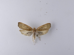 Phaeosaces coarctatella