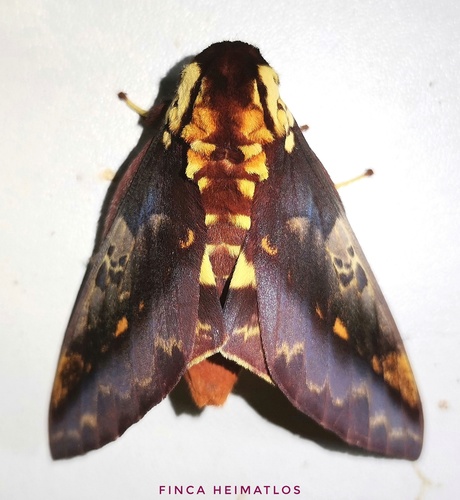 Citheronia phoronea