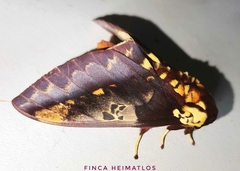 Citheronia phoronea