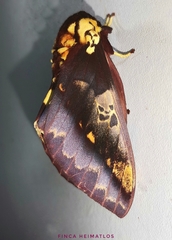 Citheronia phoronea