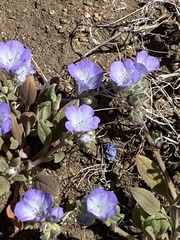 Phacelia davidsonii