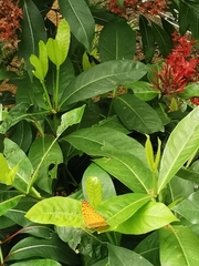 Phalanta phalantha phalantha