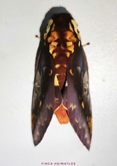 Citheronia phoronea