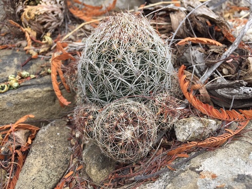 Coryphantha neglecta