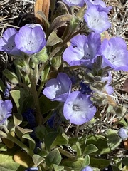 Phacelia davidsonii