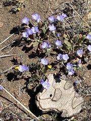 Phacelia davidsonii