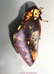 Citheronia phoronea