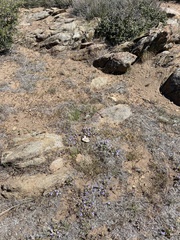 Phacelia davidsonii