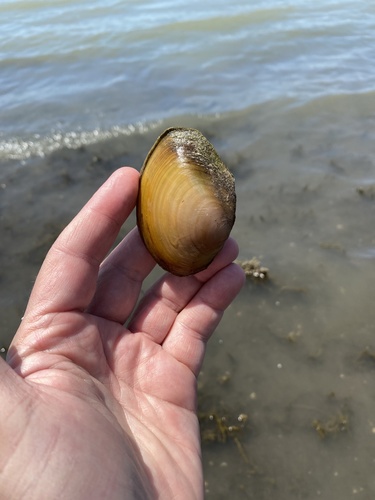 Anodonta impura