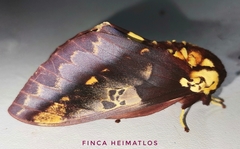 Citheronia phoronea