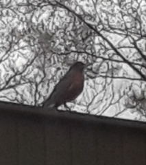 Turdus migratorius