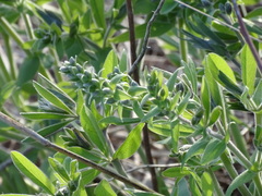 Baptisia bracteata leucophaea