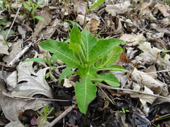 Triosteum perfoliatum