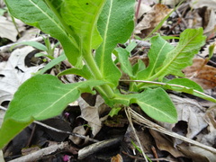 Triosteum perfoliatum