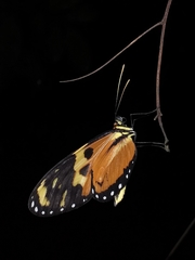 Mechanitis lysimnia macrinus